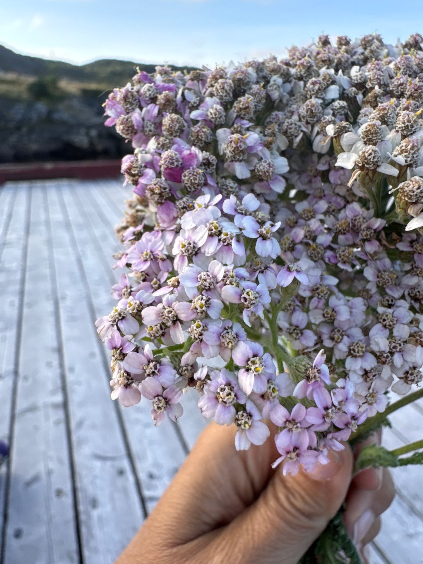 Head Ease / botanical head pain support