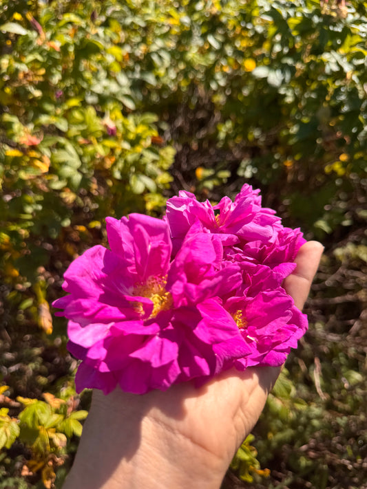 Happy Tonic / wild crafted joy, lightness & brighter days